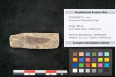 Foto (Objekt + Etikett) von Cinnamomum lanceolatum Unger (NHMW-GEO-2024-0188-8130)